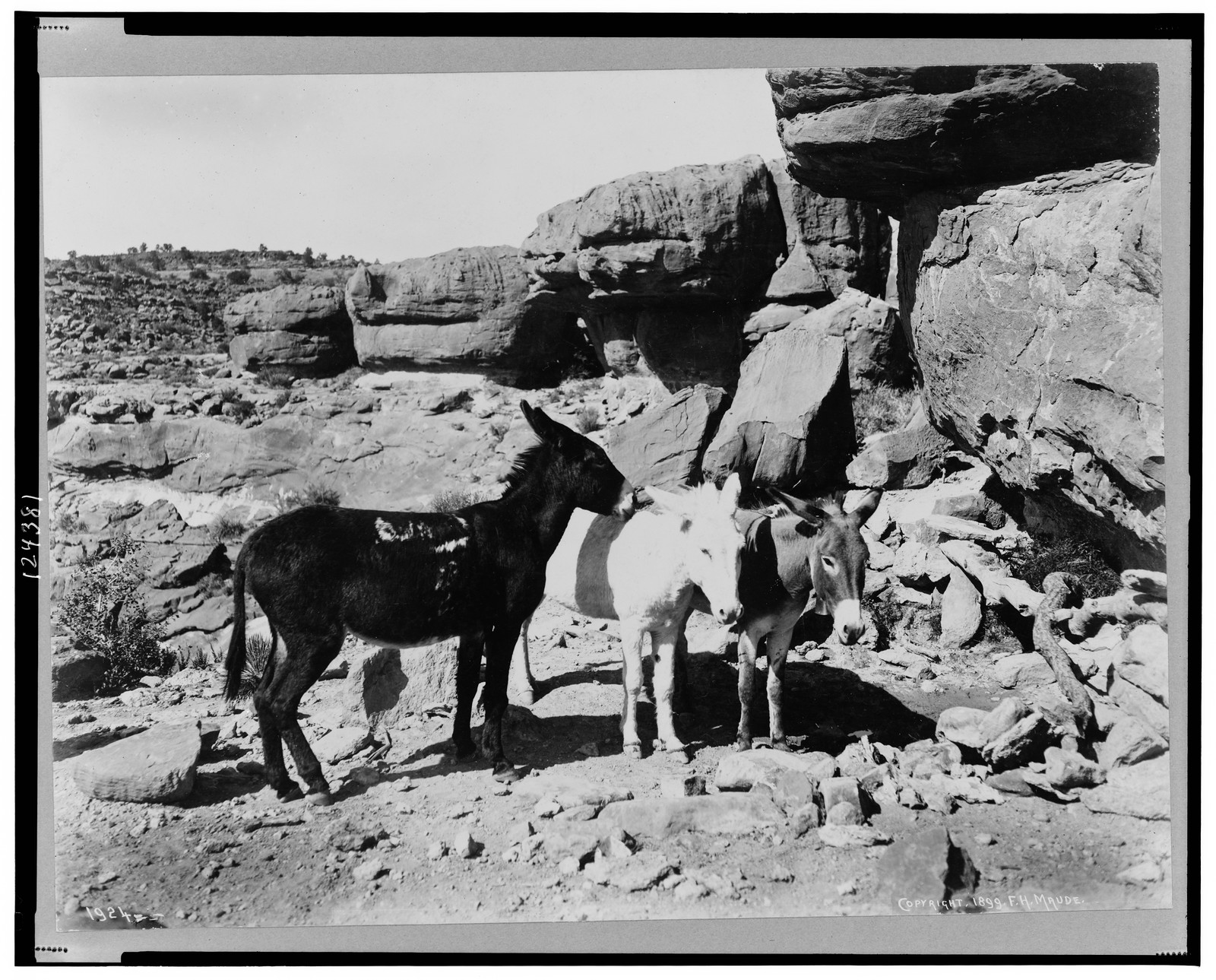 [Three donkeys(?) in the Grand Canyon, Arizona], c1900. — historic photograph