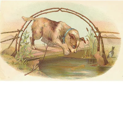 Puppy peering over a rustic bridge into water