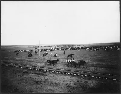 Obedient horses
