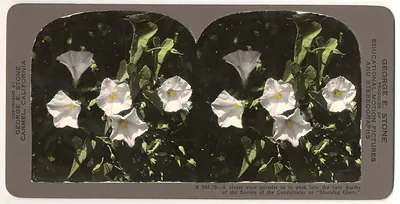 Morning Glory flowers, stereograph with printed caption on mount