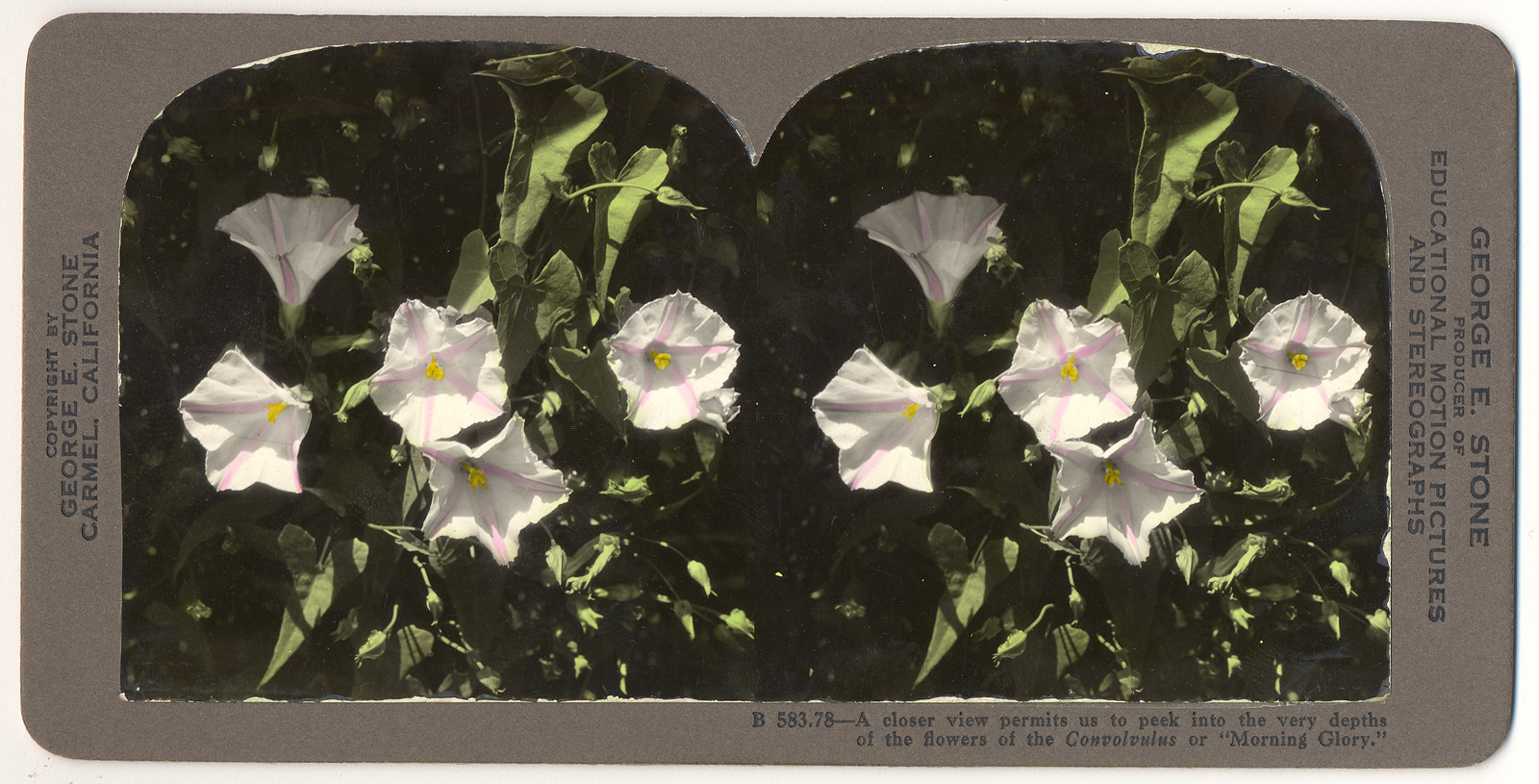 Morning Glory flowers, stereograph with printed caption on mount — stereograph