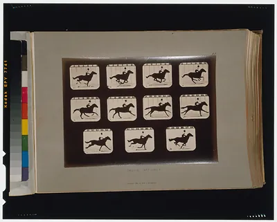 Horses. Running