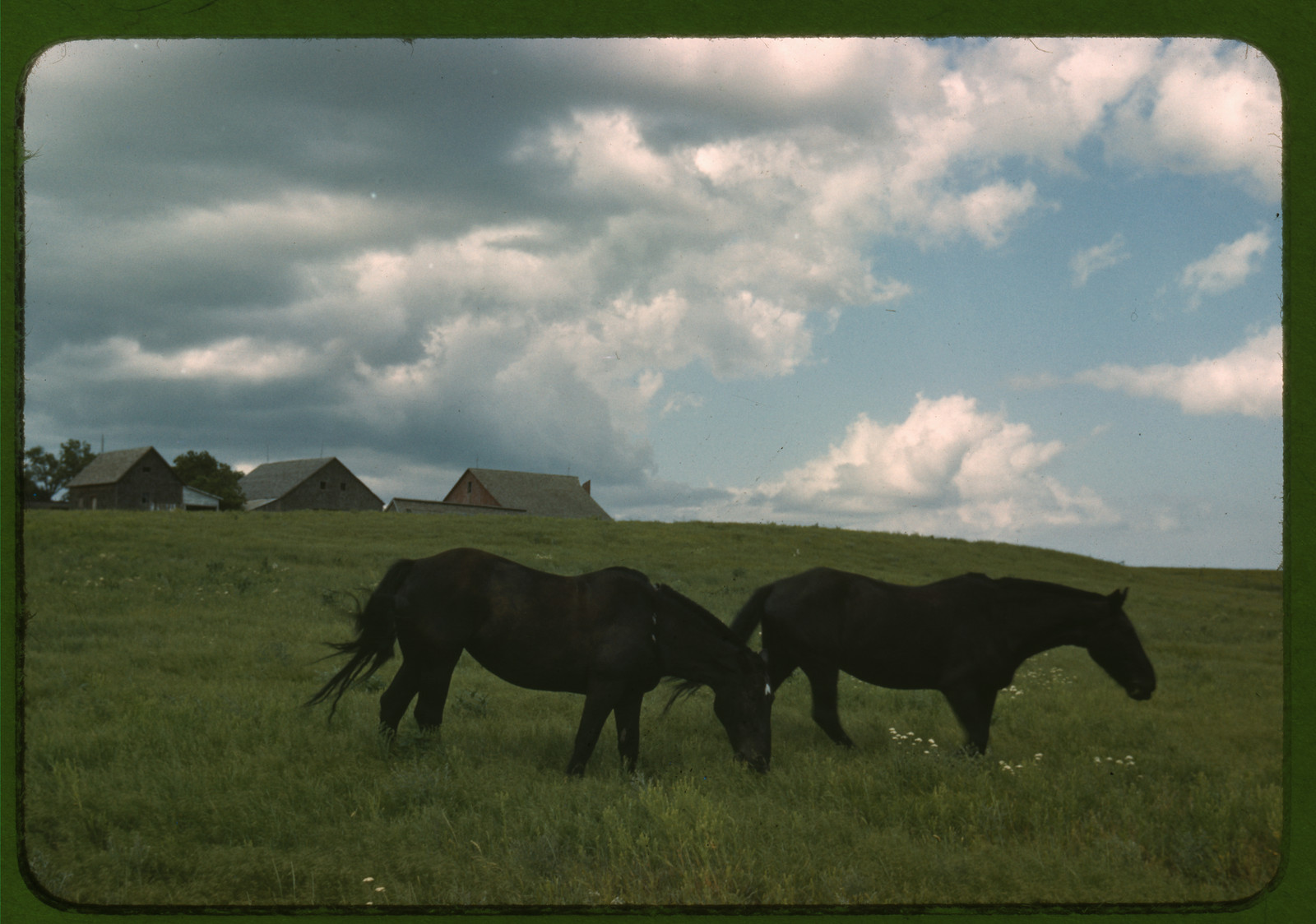Work horses near Junction City, Kansas — historic image