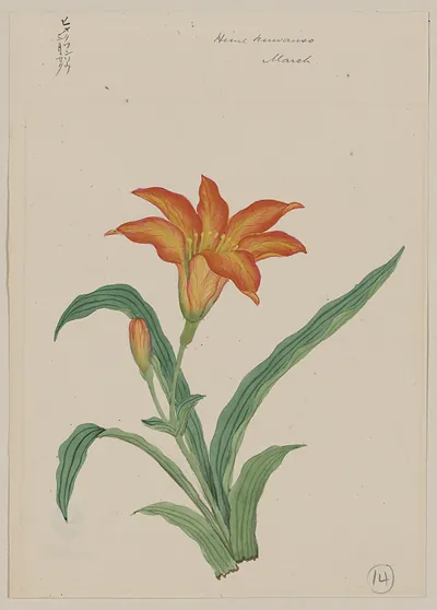 [Japanese drawing]