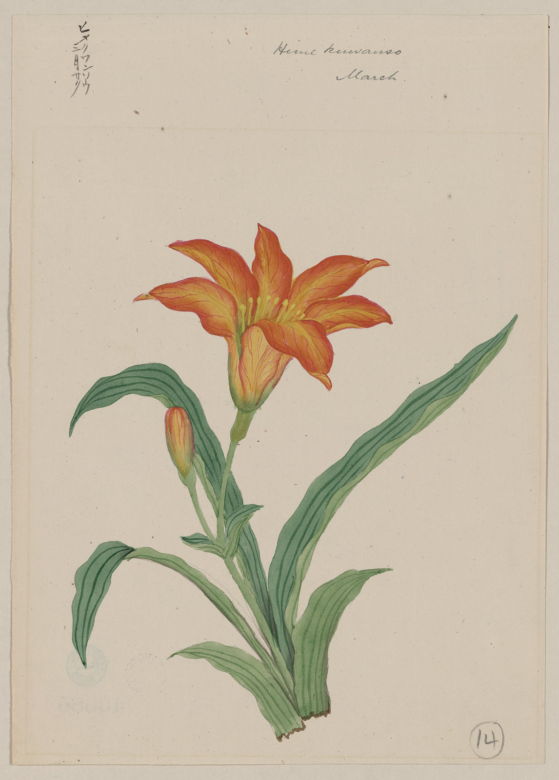 [Japanese drawing], 1750 — historic drawing