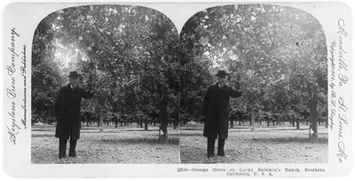 Orange grove on Lucky Baldwin's ranch, southern California, U.S.A.