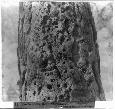The woodpecker's Storehouse - Acorns in the Old Pine Tree
