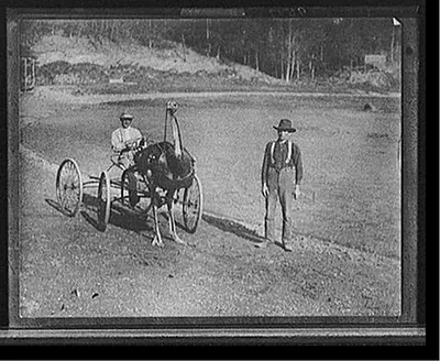 [An Ostrich as a trotting horse]