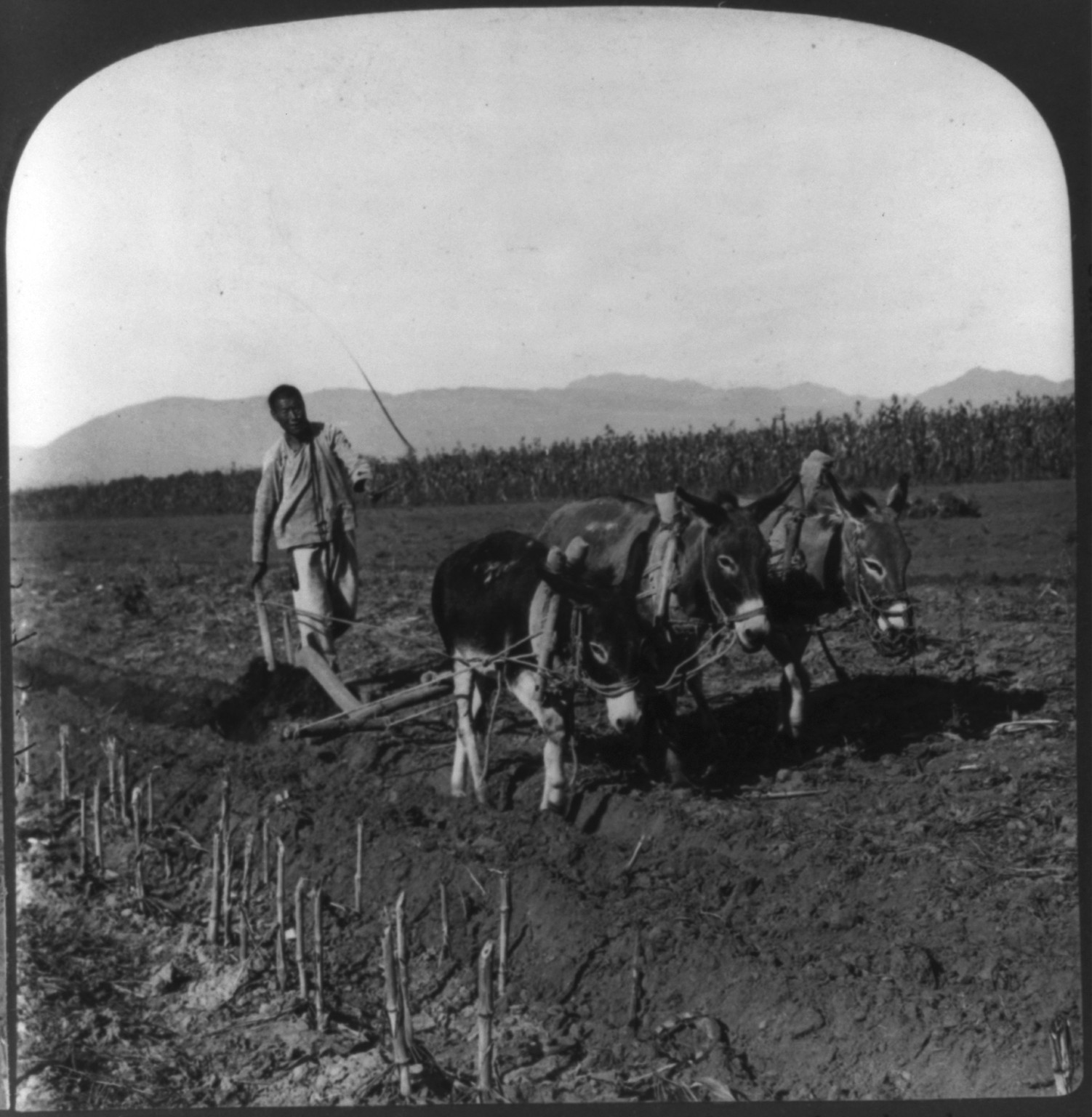 A Chinese farmer turning the soil with a wooden plow drawn by donkeys, North Bennington, Vt. : H.C. White, c1907. — historic photograph