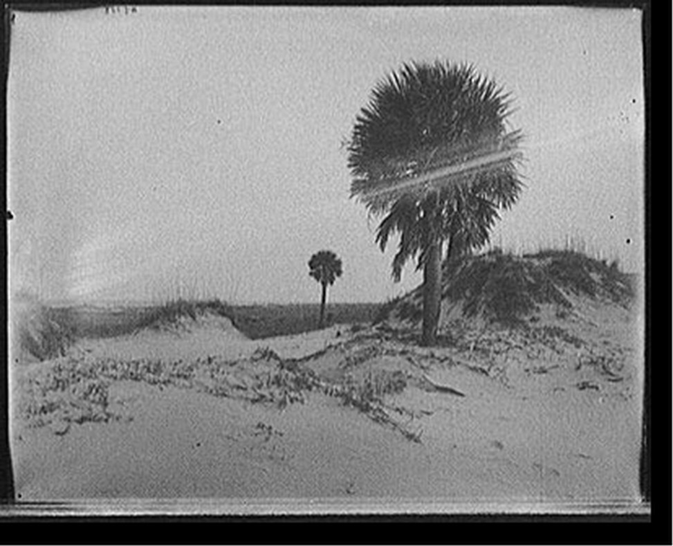 [Palmettoes on Tybee Island, Savannah, Ga.], [between 1895 and 1910] — historic photograph