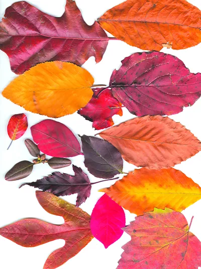 Autumn leaves arranged on a white background