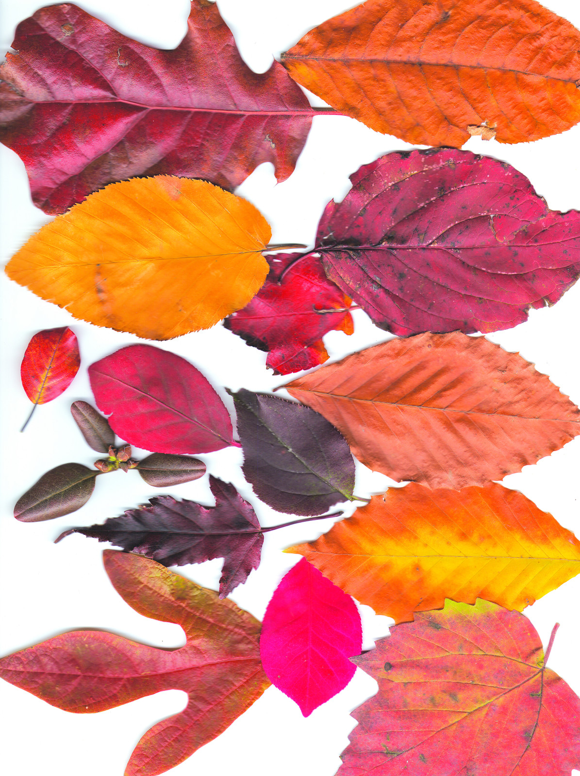 Autumn leaves arranged on a white background — historic image