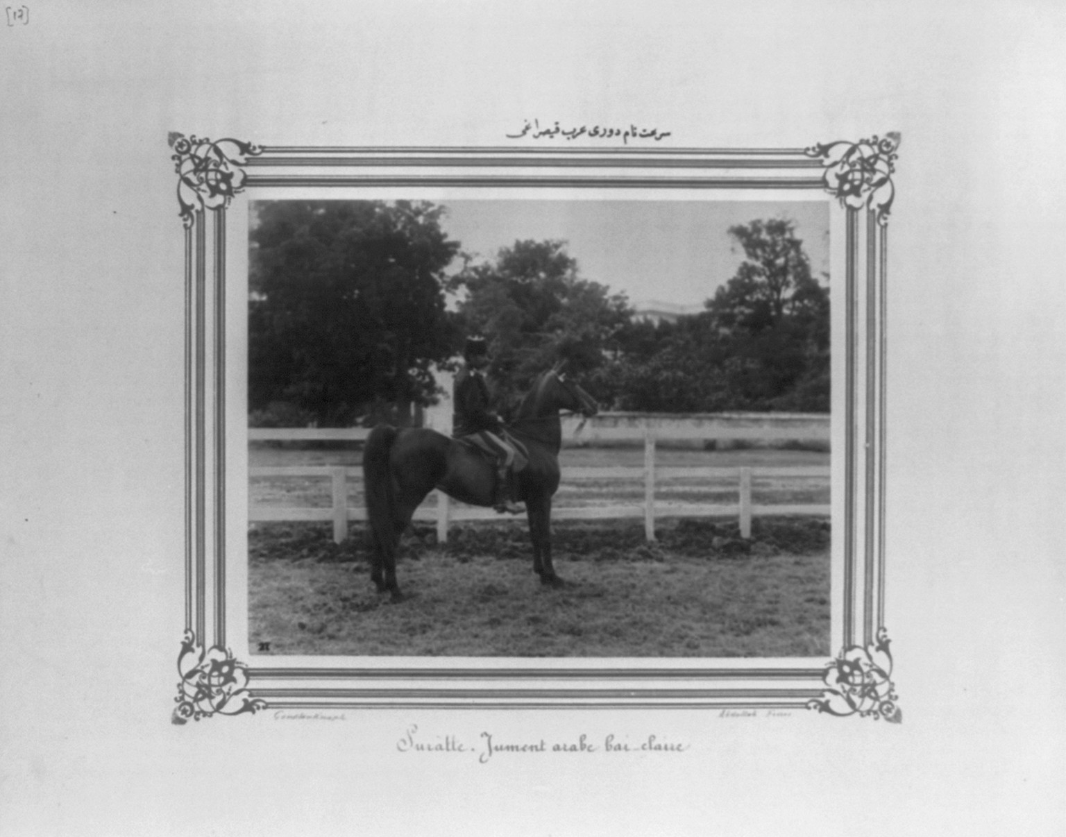 [The bay Arabian mare named Sürat] / Constantinople, Abdullah Frères., [between 1880 and 1893] — historic photograph