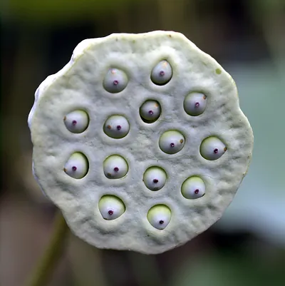 Lotus seed pod with green seed cavities