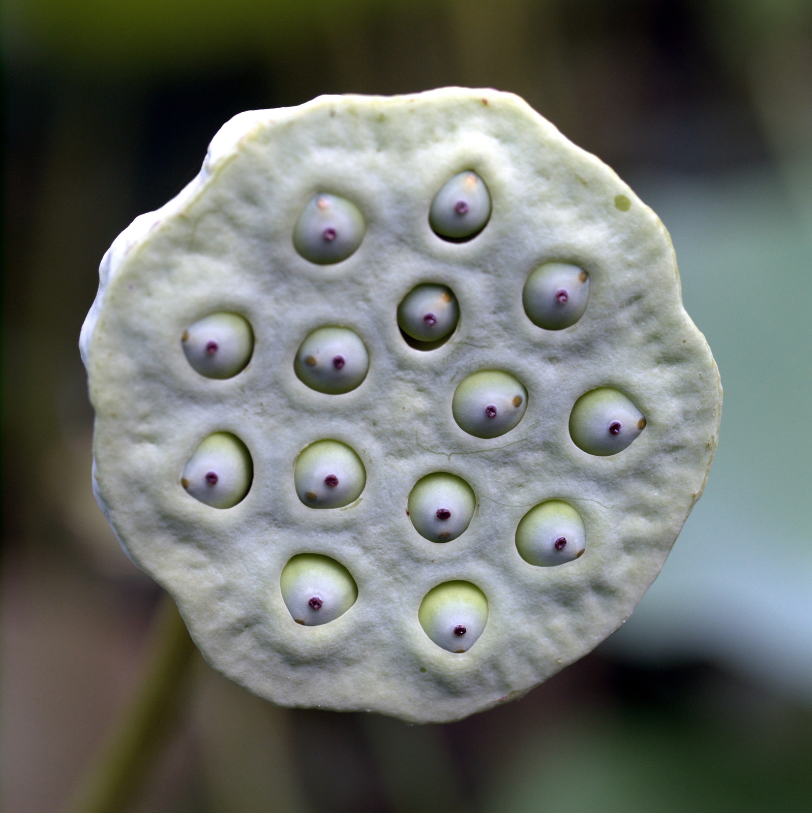 Lotus seed pod with green seed cavities — historic image