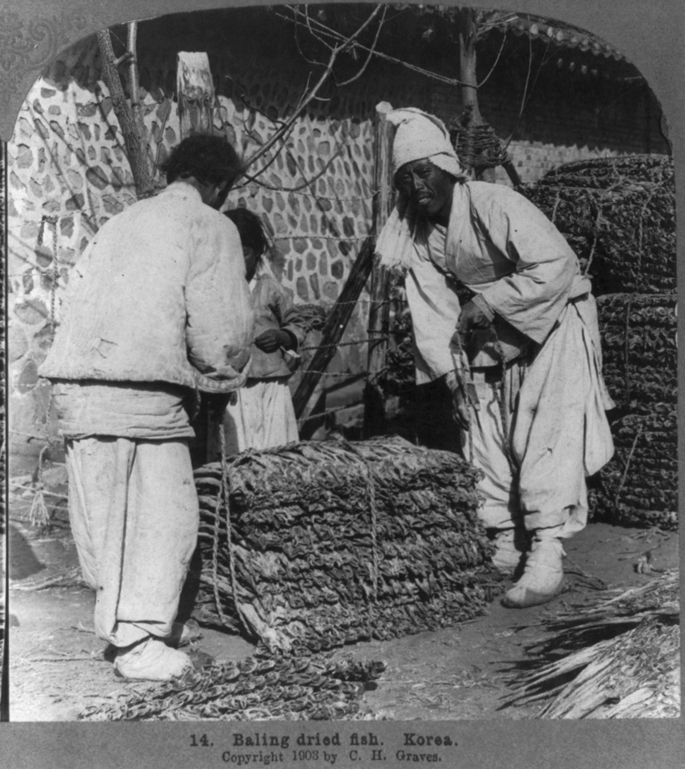 Baling dried fish, Korea, c1903. — historic photograph