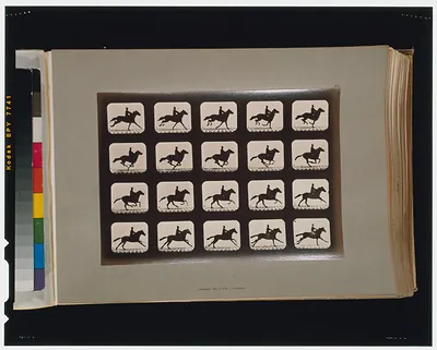 Horses. Running