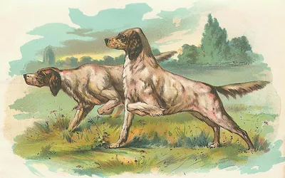 Two setter dogs pointing in a grassy field