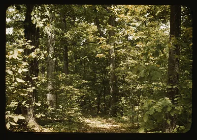 Sunlit forest with tall trees and leafy undergrowth