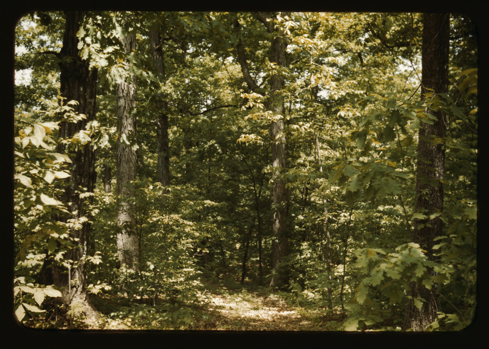Sunlit forest with tall trees and leafy undergrowth — historic image