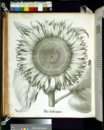 Flos Solis maior: engraved sunflower plate in a book