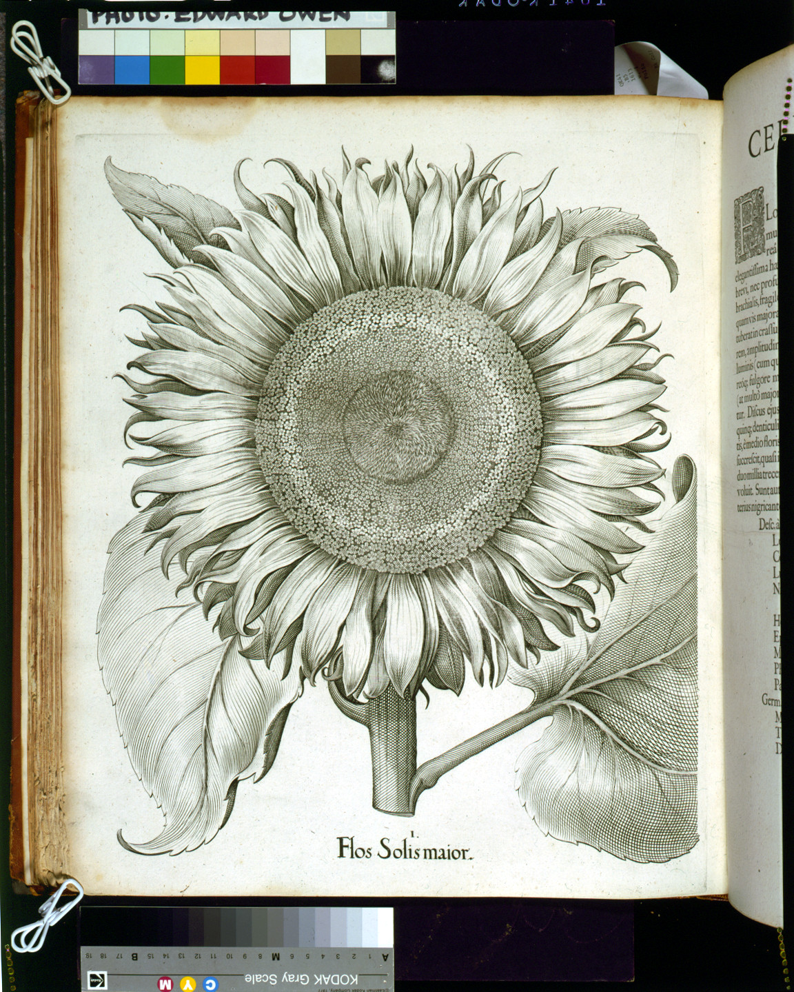 Flos Solis maior: engraved sunflower plate in a book — historic image