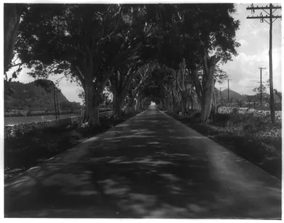 Cuba, a section of the Central Highway shaded by Royal Poincianna [i.e. Poinciana] and Alamo trees