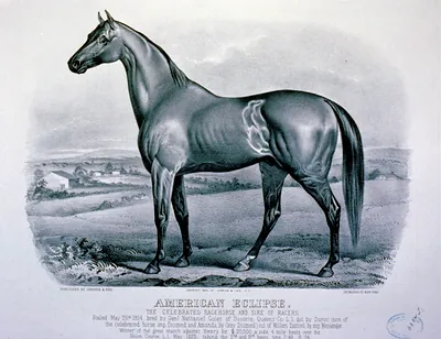 American eclipse: The celebrated racehorse and sire of racers