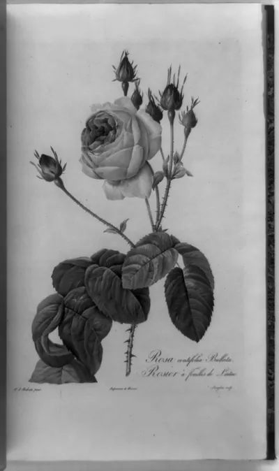 Rosa centifolia bullata = rosier a feuilles de laitue / P.J. Redouté, pinx.