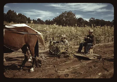 Horse-drawn corn harvest with two men in a cornfield