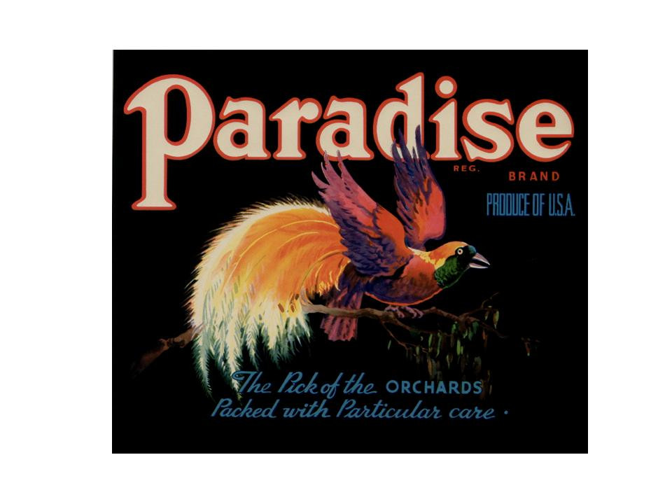 Paradise brand fruit crate label with bird of paradise — historic image