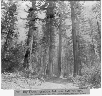 Big Trees. Andrew Johnson, 272 feet high, 32 feet circumference and William Cullen Bryant, Mammoth Grove