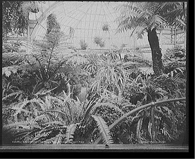 Conservatory on Belle Isle [Park], interior, Detroit, Mich.