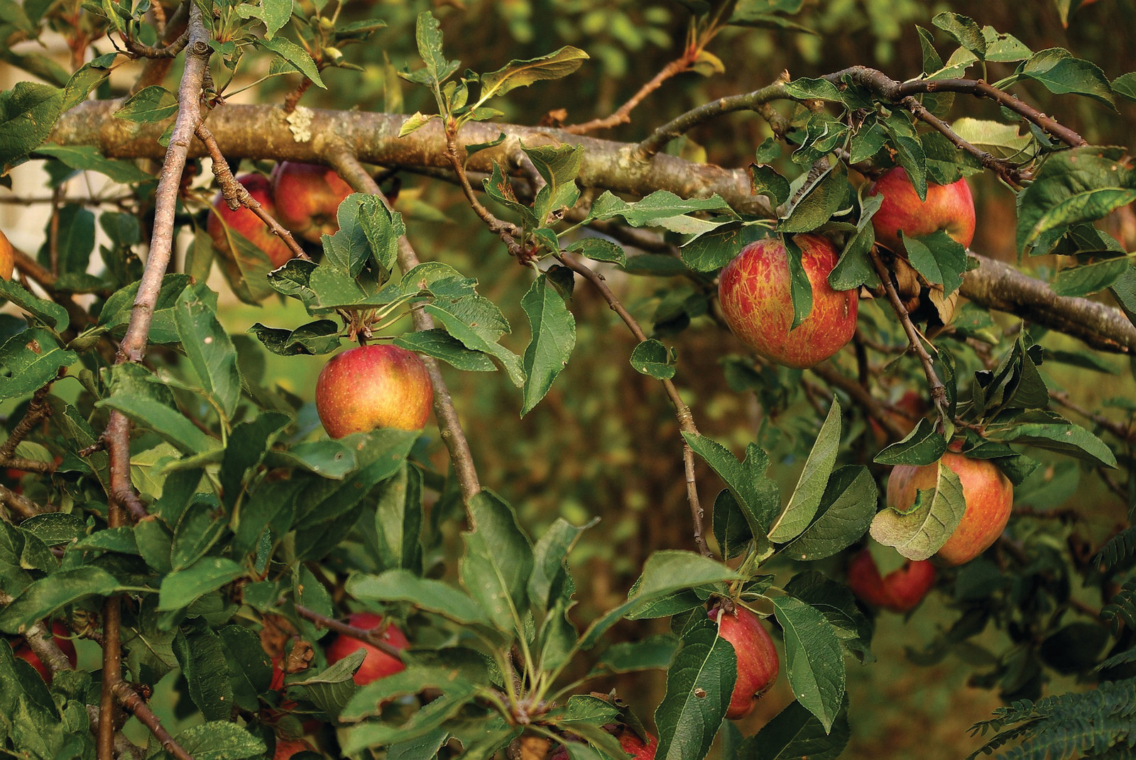 Ripe red apples hanging on a tree branch — historic image