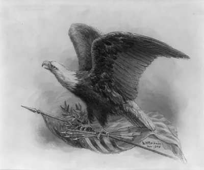 [American eagle]
