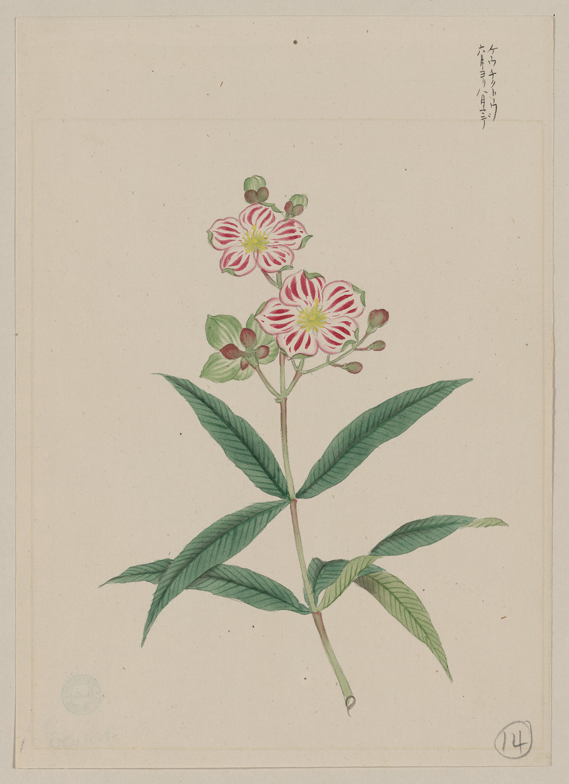 [Japanese drawing], 1750 — historic drawing