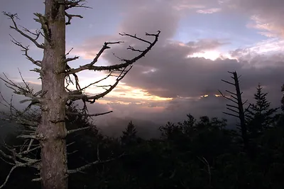 Dead tree silhouetted against sunset clouds over mountain ridge