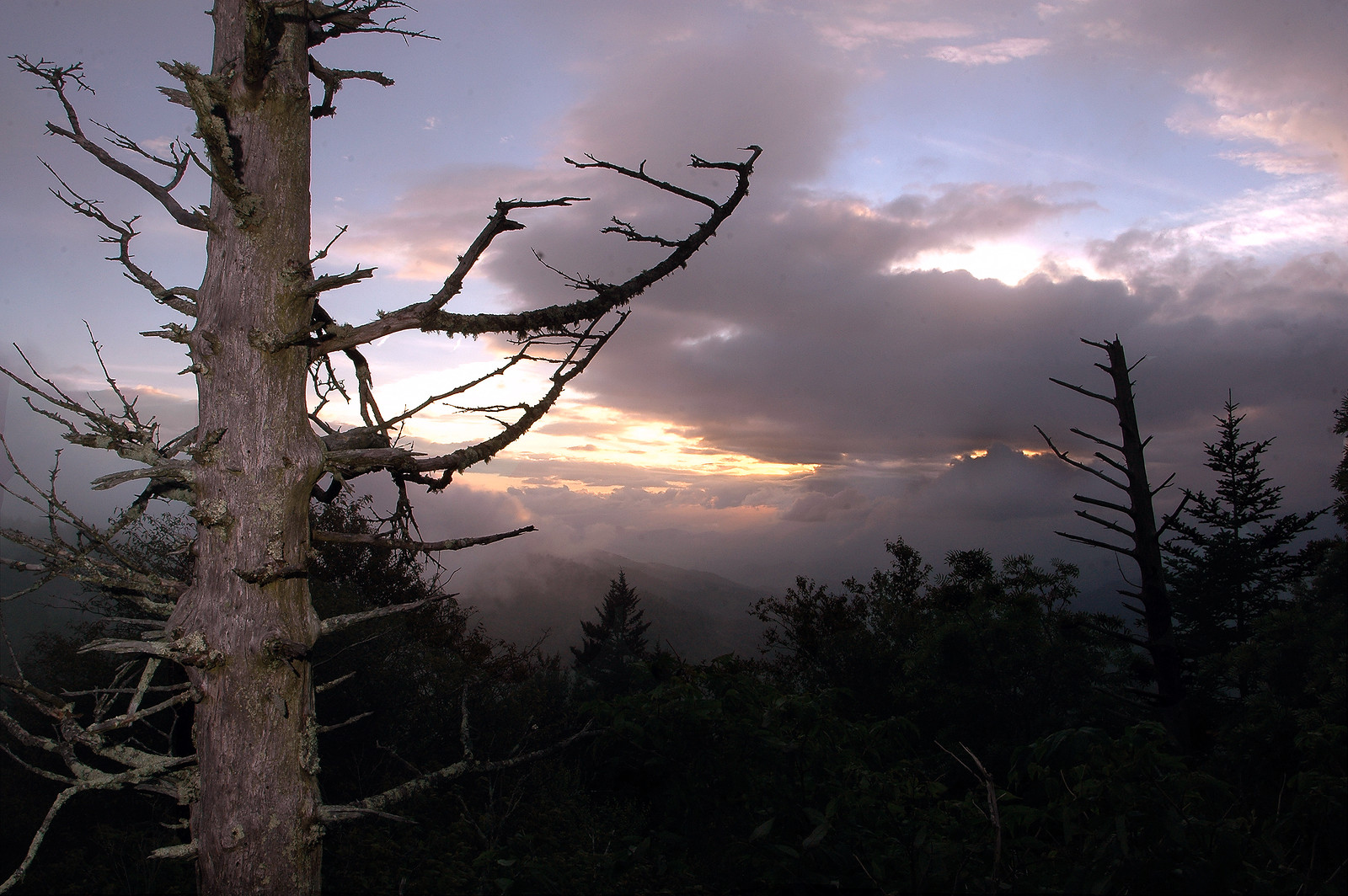 Dead tree silhouetted against sunset clouds over mountain ridge — historic image