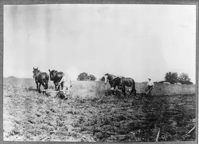 Plowing for wheat. Children are kept out of school for this work. Location: Hardin County--Long Grove [vicinity], Kentucky. / Lewis W. Hine.