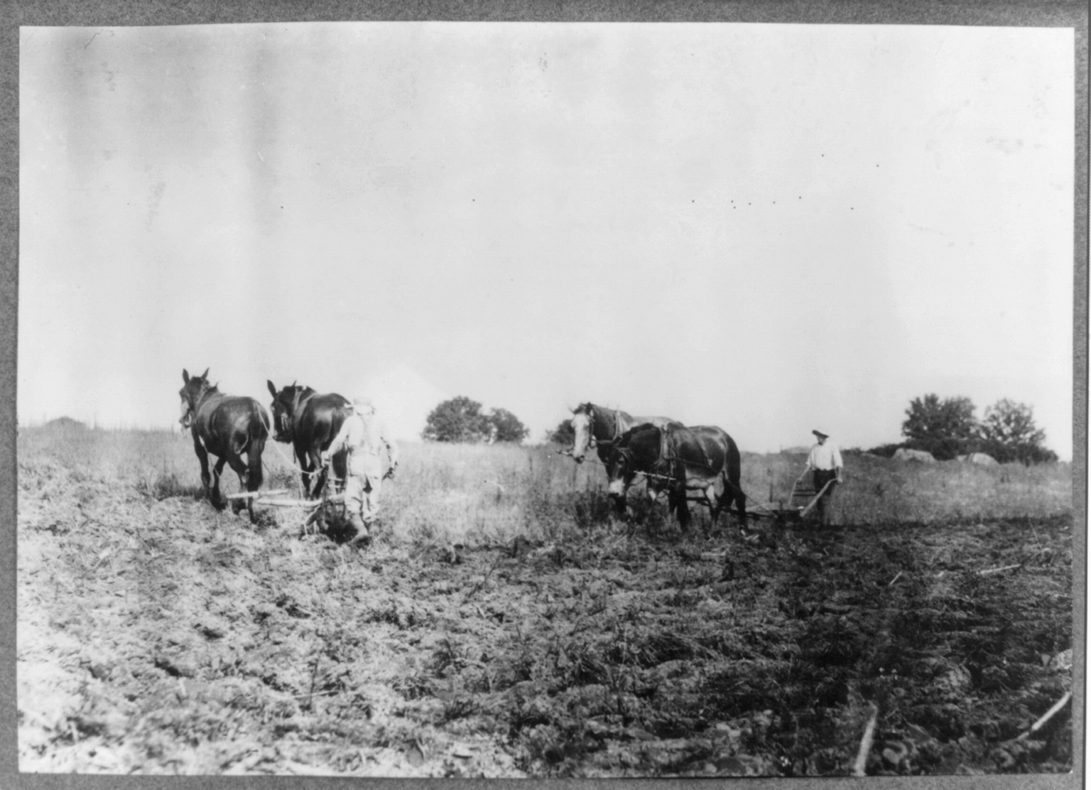 Plowing for wheat. Children are kept out of school for this work. Location: Hardin County--Long Grove [vicinity], Kentucky. / Lewis W. Hine., 1916 August 16. — historic photograph