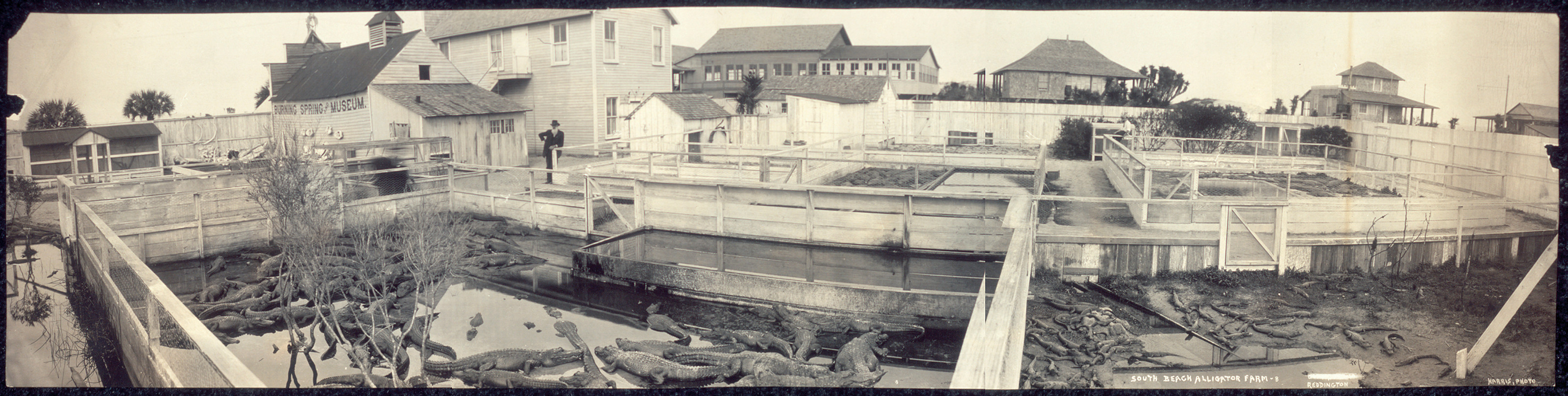 St. Augustine Alligator Farm B, Florida, 1910, 1910 — historic image