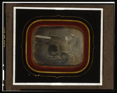 [Stuffed eagle in Independence Hall]