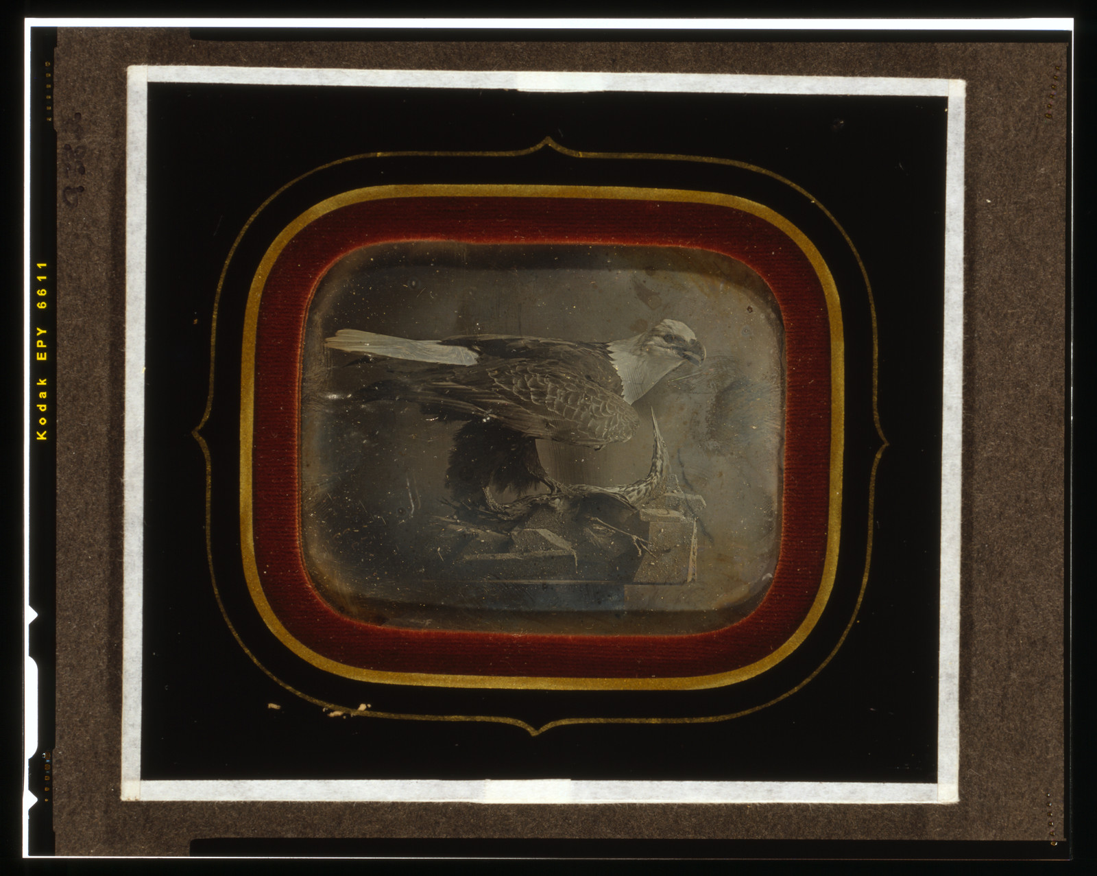 [Stuffed eagle in Independence Hall], [ca. 1845] — historic photograph