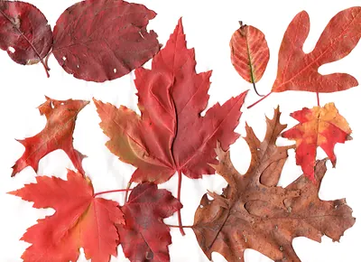 Autumn leaves of red and brown on white background