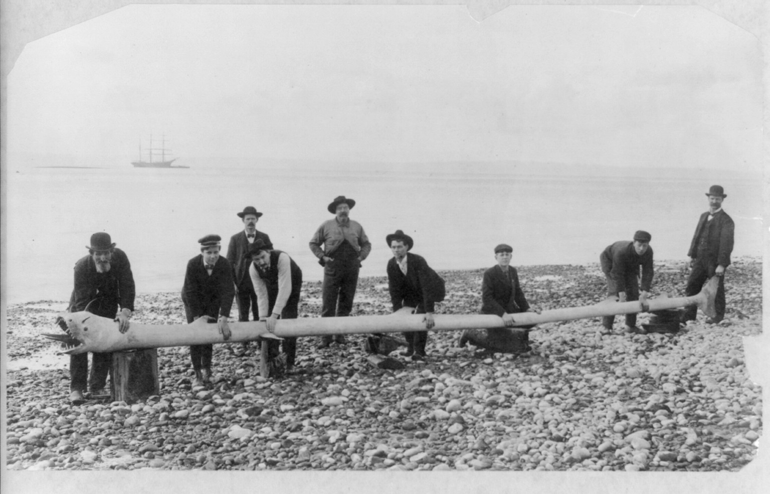 Sea Serpent #3, c1906. — historic photograph