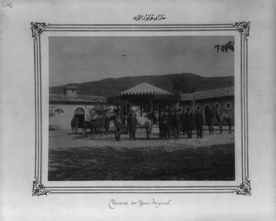 [Horses of the Imperial Stud Farm]