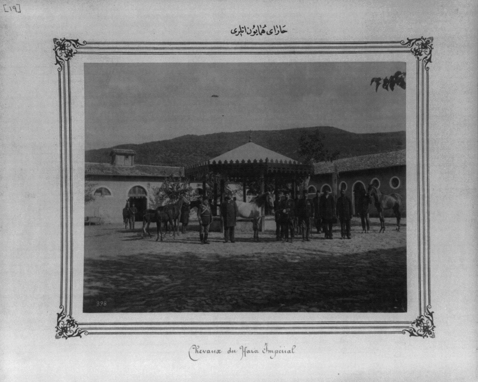 [Horses of the Imperial Stud Farm], [between 1880 and 1893] — historic photograph