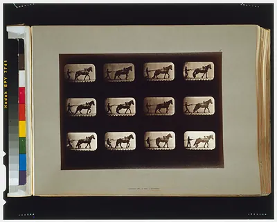 Horses. Irregular
