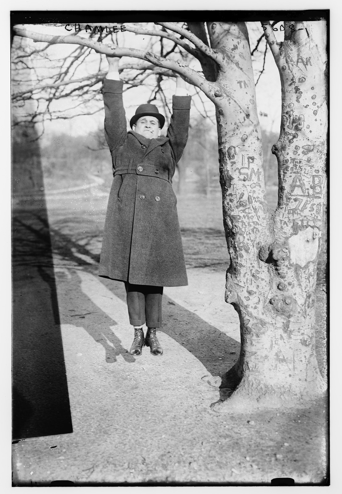 Chamlee hanging from tree, n/a — historic photograph