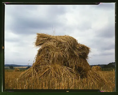 Shock of cut wheat standing in a stubble field